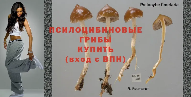 Псилоцибиновые грибы MAGIC MUSHROOMS  Гудермес 